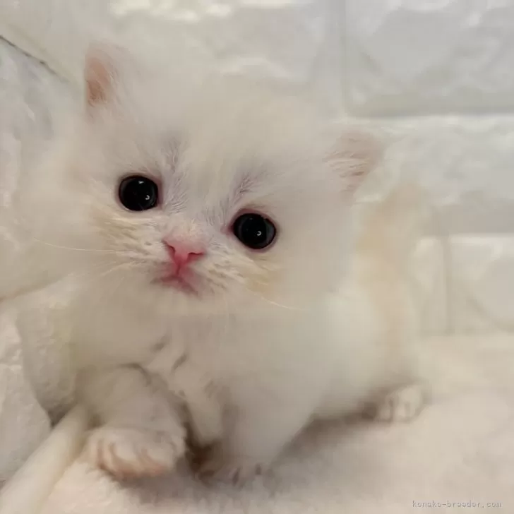 ID:2410-03106の子猫