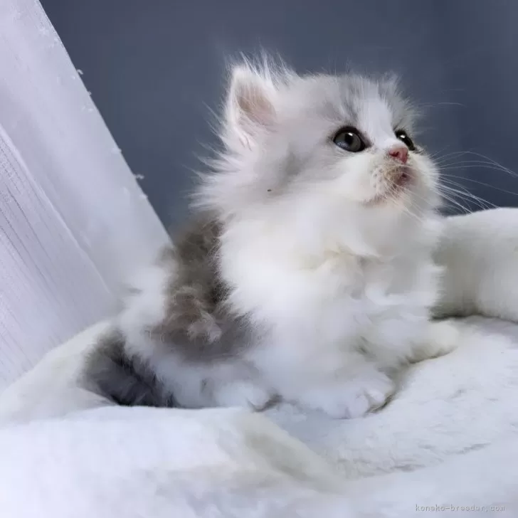 ID:2407-02619の子猫