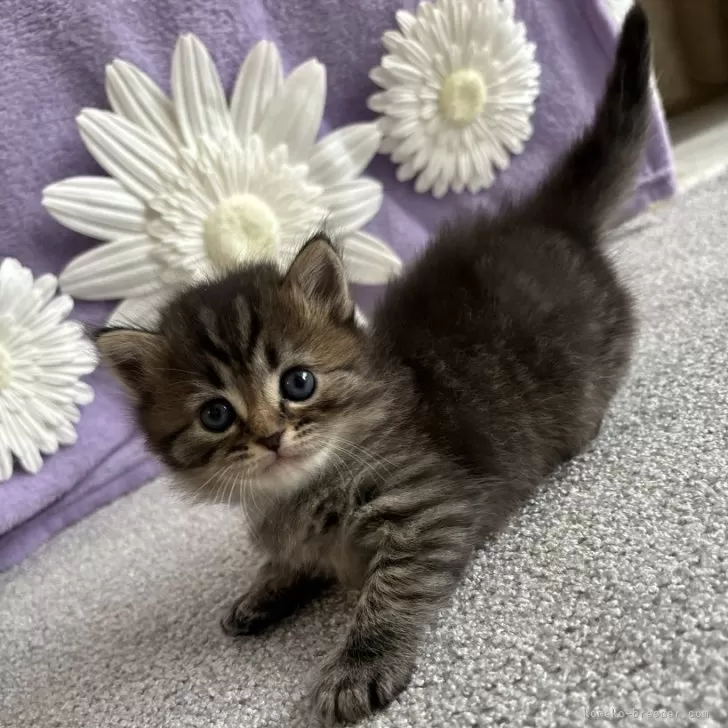 ID:2410-01485の子猫