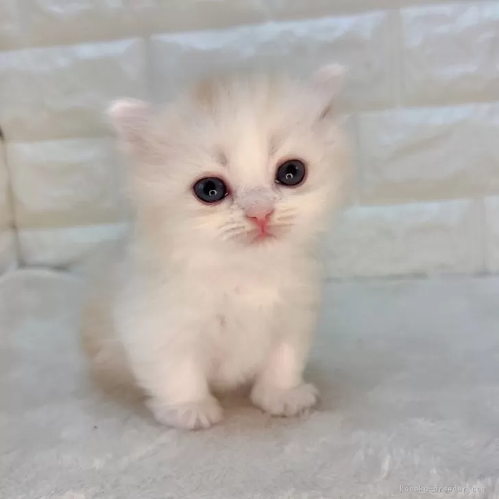 ID:2411-00897の子猫