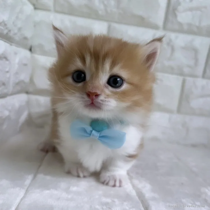 ID：2308-00030の子猫