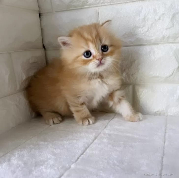 ID:2406-02518の子猫