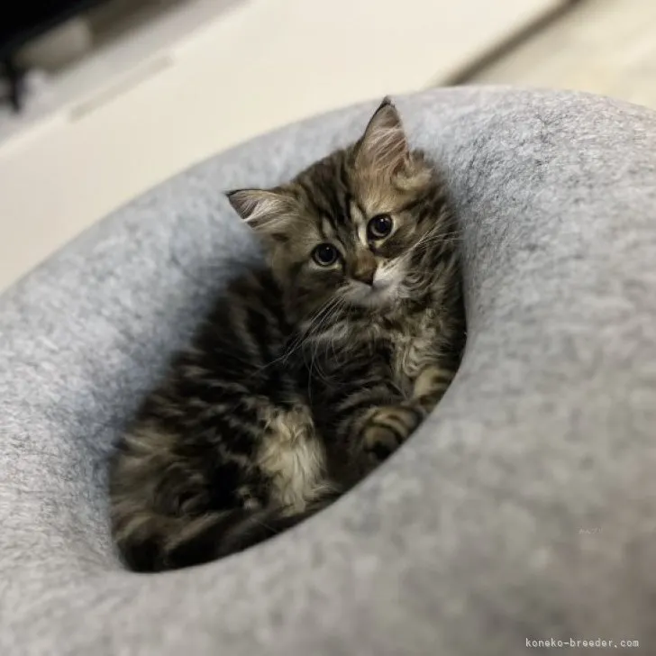 ID:2308-01299の子猫
