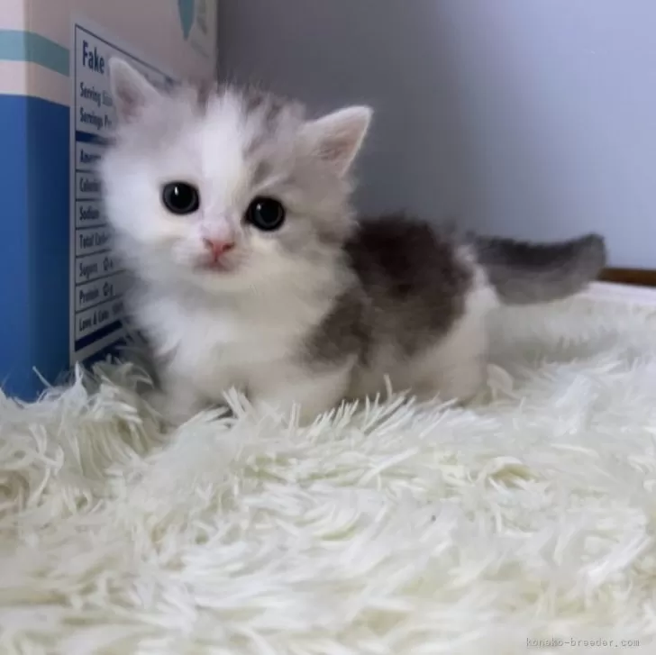 ID：2407-00268の子猫