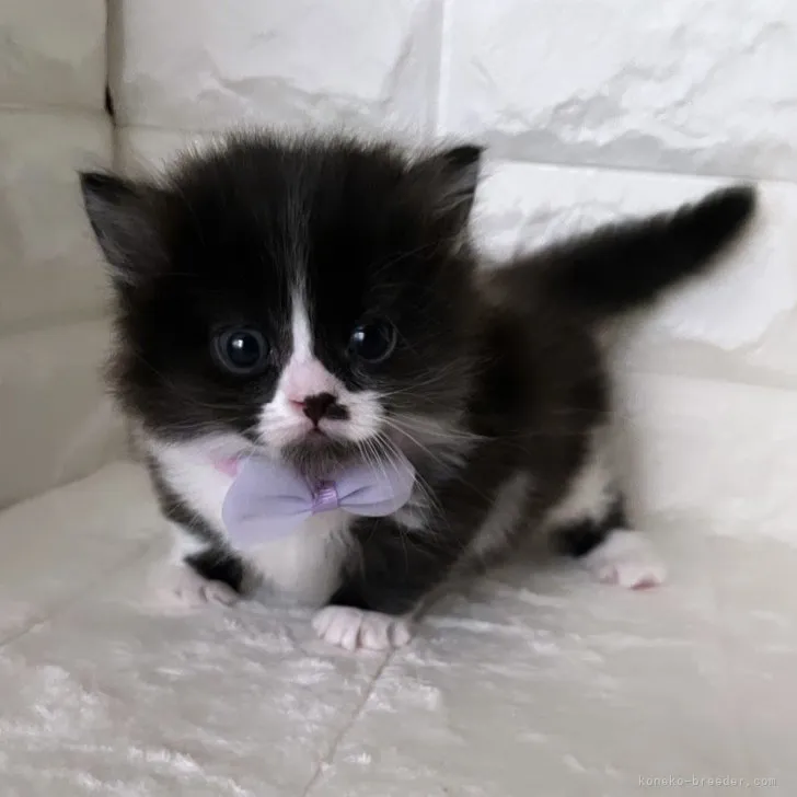 ID：2308-00039の子猫