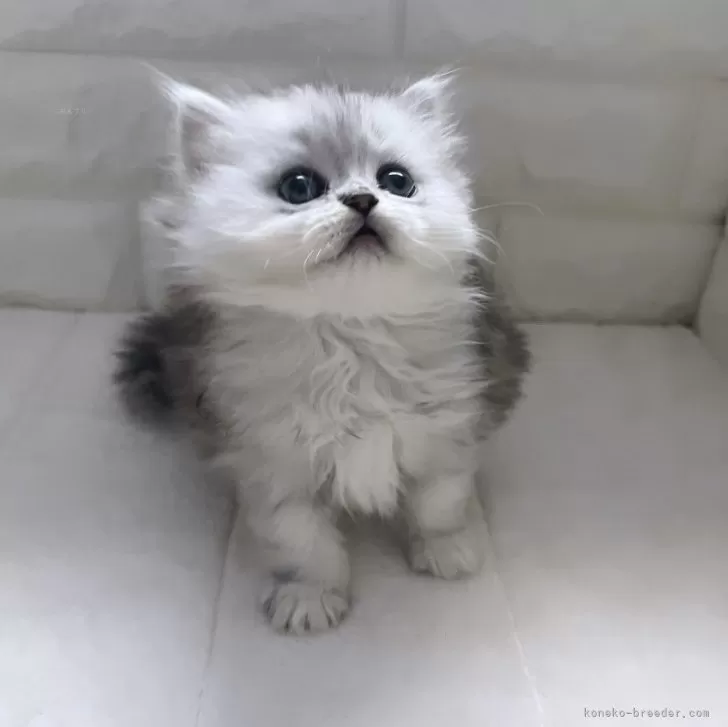 ID：2402-00822の子猫