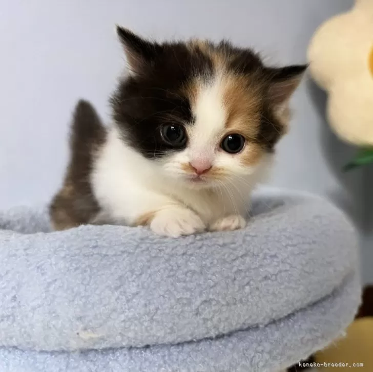 ID:2407-00279の子猫