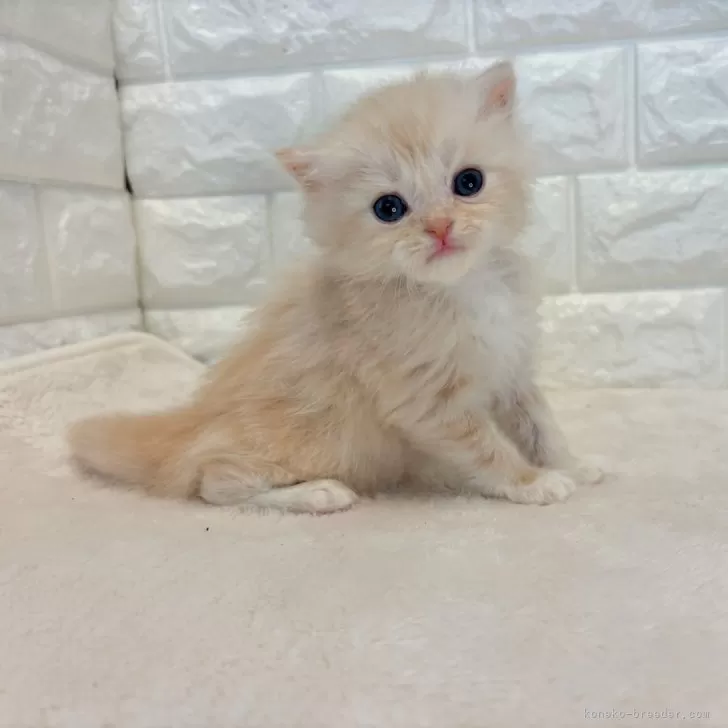 ID:2410-03108の子猫