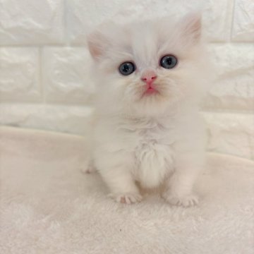 ミヌエット(短足)【愛知県・男の子・2024年9月26日・クリーム&ホワイト（長毛）】の写真「ハチワレ極短足のキュートboy💙」