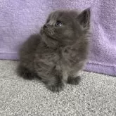 ミヌエット(短足)【愛知県・女の子・2024年9月13日・ブルー】の写真2