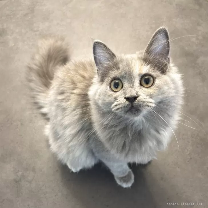 ID:2504-00217の子猫