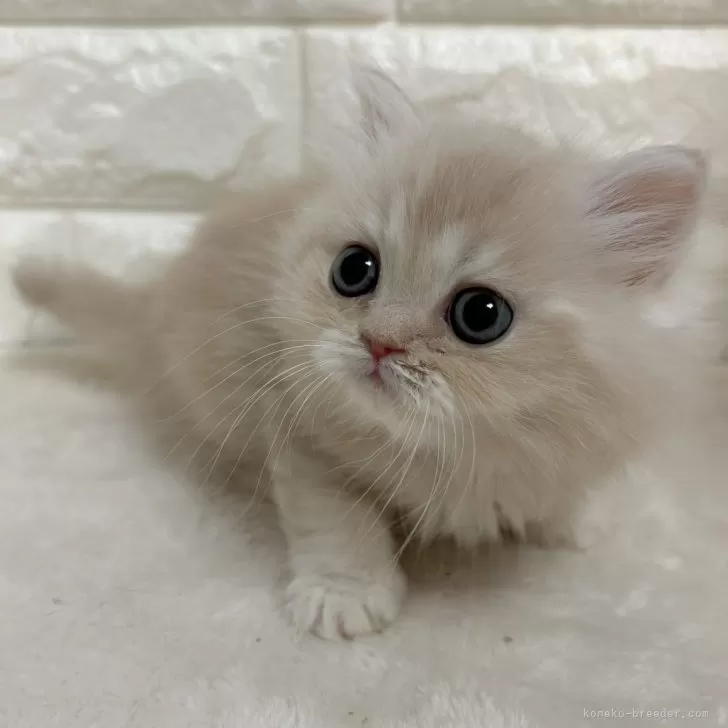 ID：2501-01485の子猫