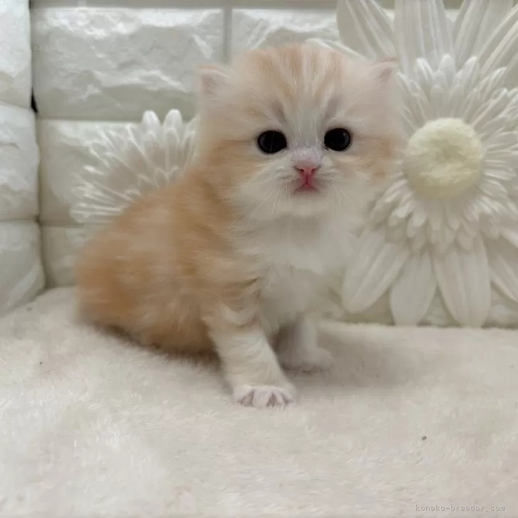 ID:2503-02852の子猫
