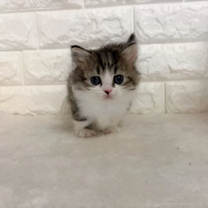Y.S 様のお迎えした子猫