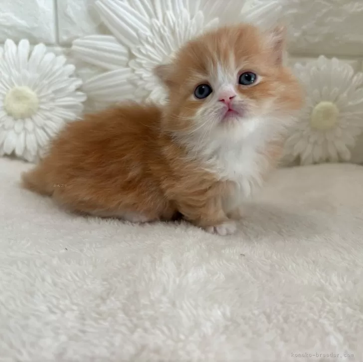 ID:2504-00788の子猫