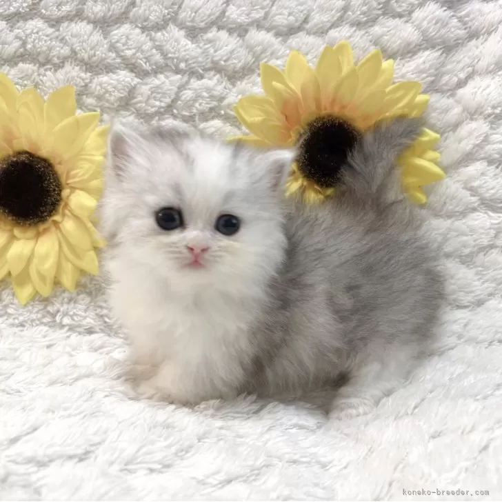 ID：2506-01138の子猫