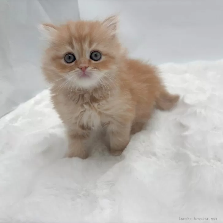 ID：2603-00647の子猫