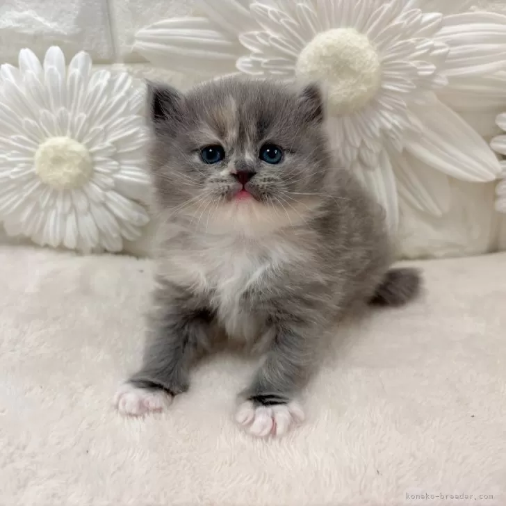 ID:2503-02904の子猫