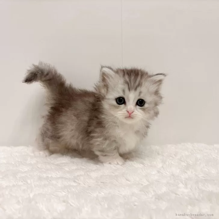 ID：2506-01235の子猫