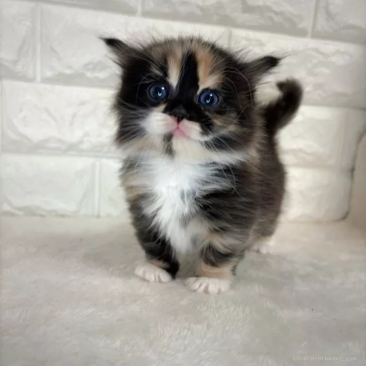 ID:2501-01487の子猫