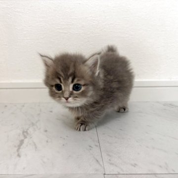 ミヌエット(短足)【愛知県・男の子・2025年10月7日・ブルータビー】の写真「綺麗な毛色に大きなタレ目🥹💙」