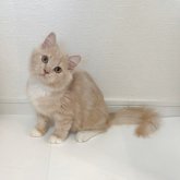 ミヌエット(長足)