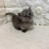ミヌエット(短足)