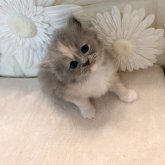 ミヌエット(長足)