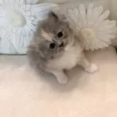 ミヌエット(長足)