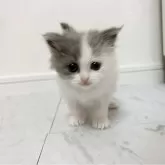 ミヌエット(長足)