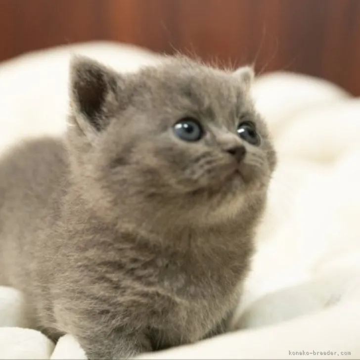 ID：2304-01955の子猫