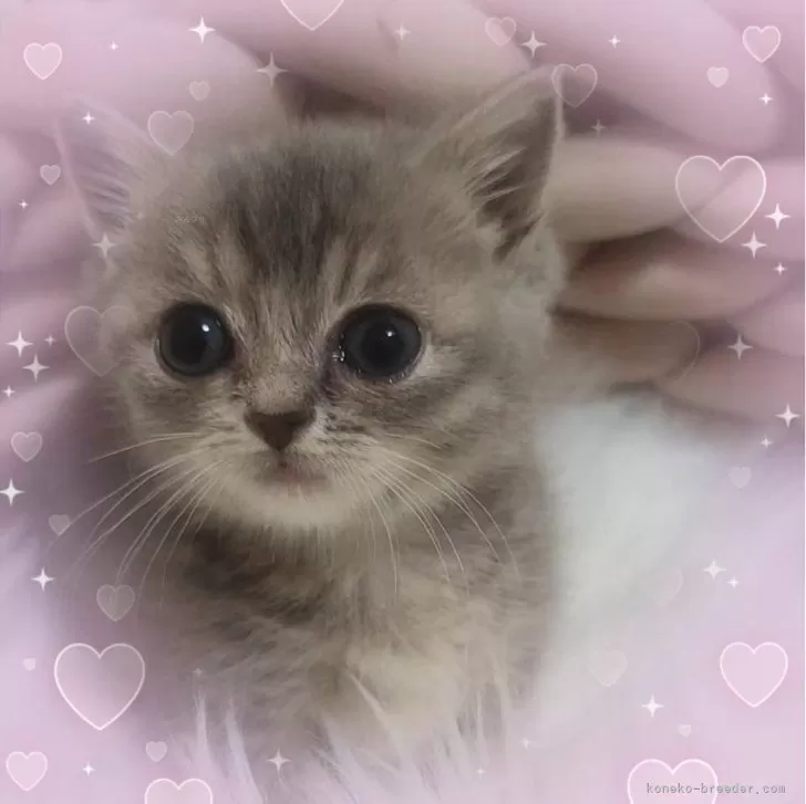 ID：2405-02901の子猫