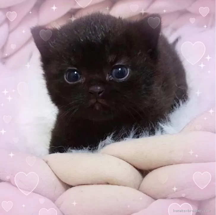 ID：2405-02137の子猫