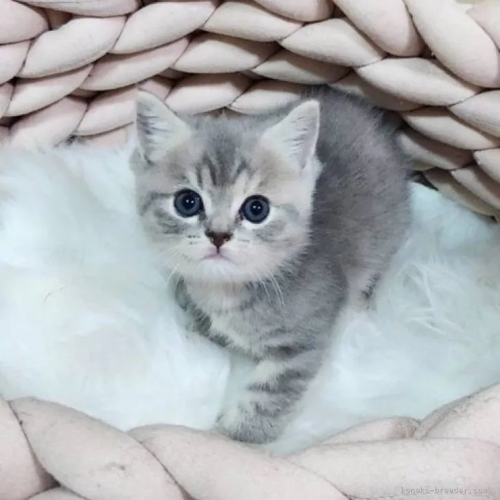 ID：2308-01494の子猫