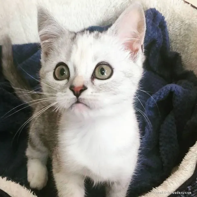 ID：2111-01246の子猫