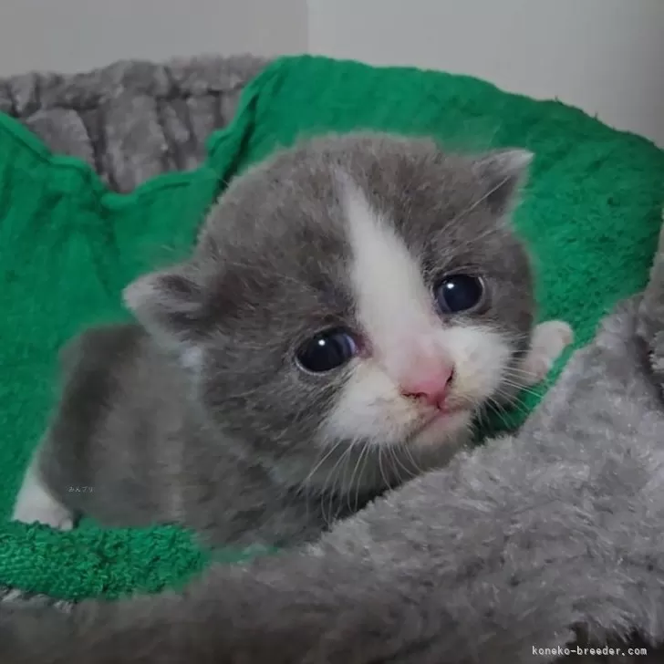 ID：2410-00095の子猫