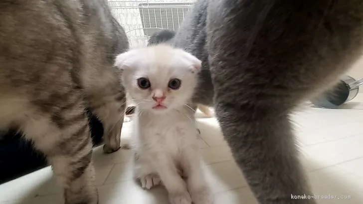ID:2103-01041の子猫