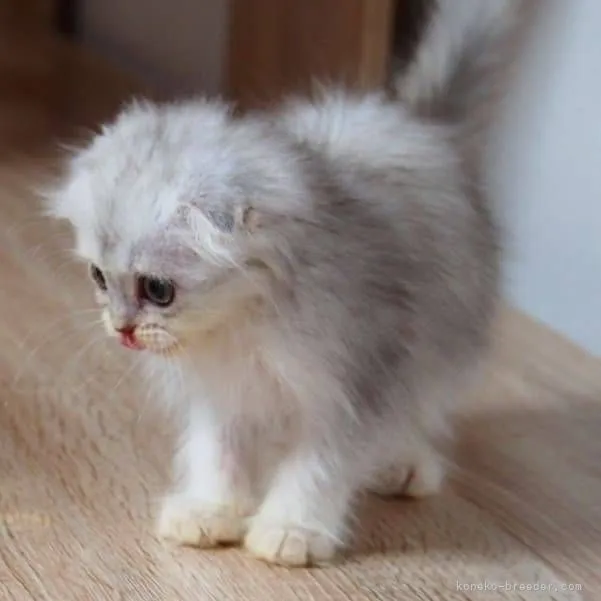 ID：2111-01243の子猫