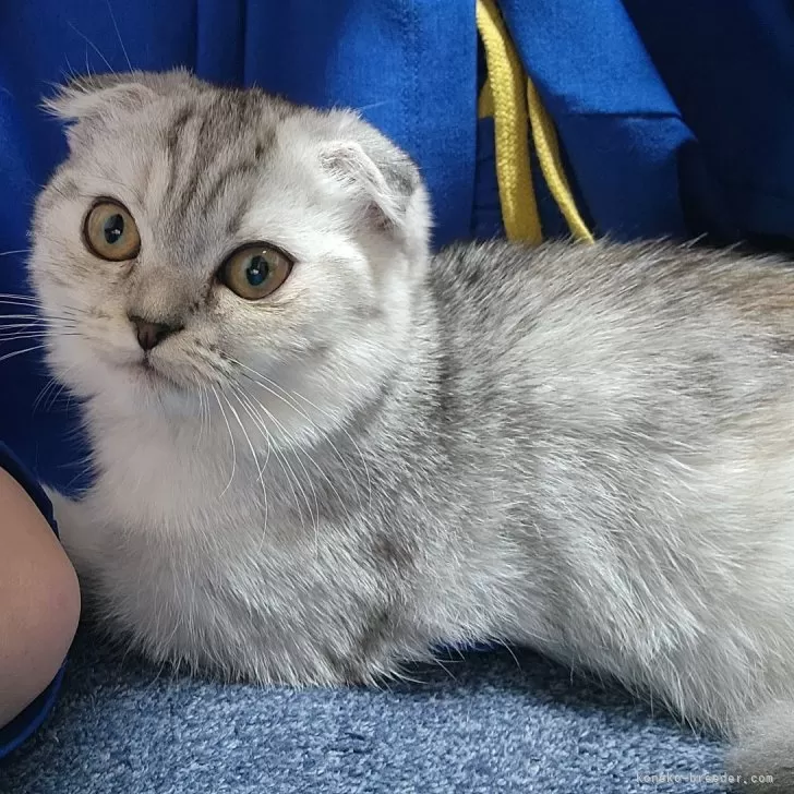 ID：2402-01873の子猫