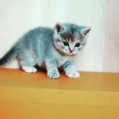 マンチカン(長足)【大阪府・女の子・2021年9月1日・ブルータビー&クリーム】の写真1「10月2日撮影」