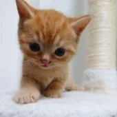 マンチカン(長足)【大阪府・男の子・2021年9月1日・レッドタビー】の写真3