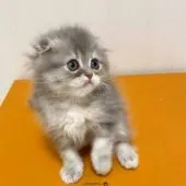 スコティッシュフォールド(折れ耳)【大阪府・女の子・2021年1月21日・シルバータビー&ホワイト】の写真3