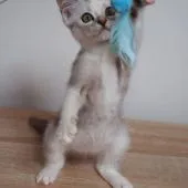 スコティッシュフォールド(立ち耳)【大阪府・女の子・2021年9月28日・シルバータビー&ホワイト】の写真3