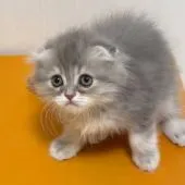 スコティッシュフォールド(折れ耳)【大阪府・女の子・2021年1月21日・シルバータビー&ホワイト】の写真5