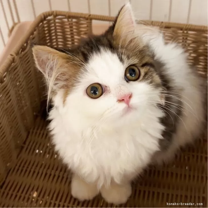 ID：2507-01503の子猫