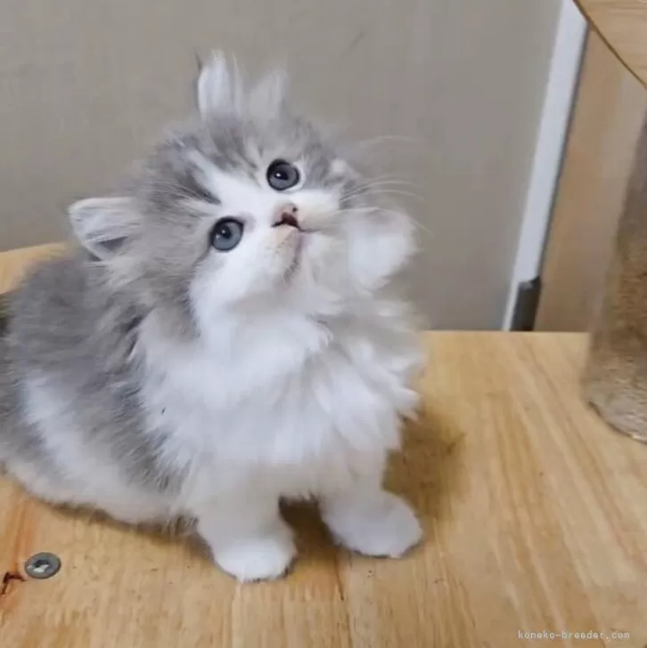 ID：2511-01161の子猫