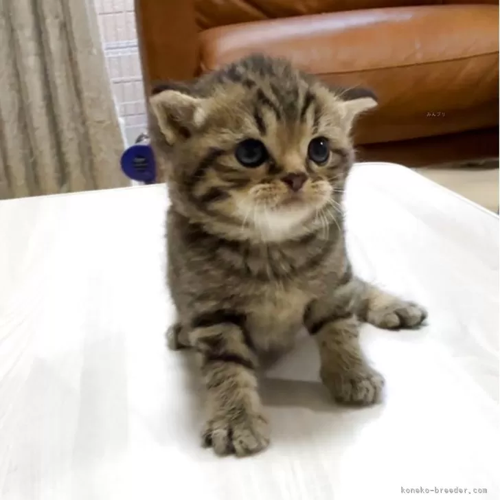 ID：2507-01509の子猫