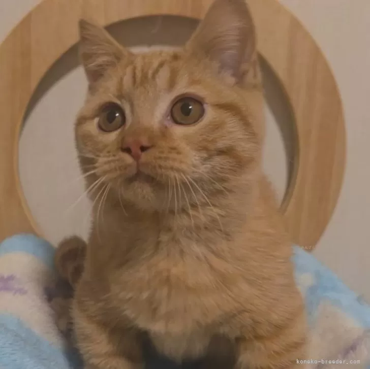 ID:2501-01713の子猫