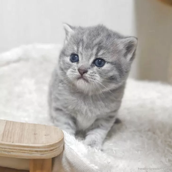 マンチカン(長足)【大阪府・男の子・2025年10月29日・ブルータビー】の写真1