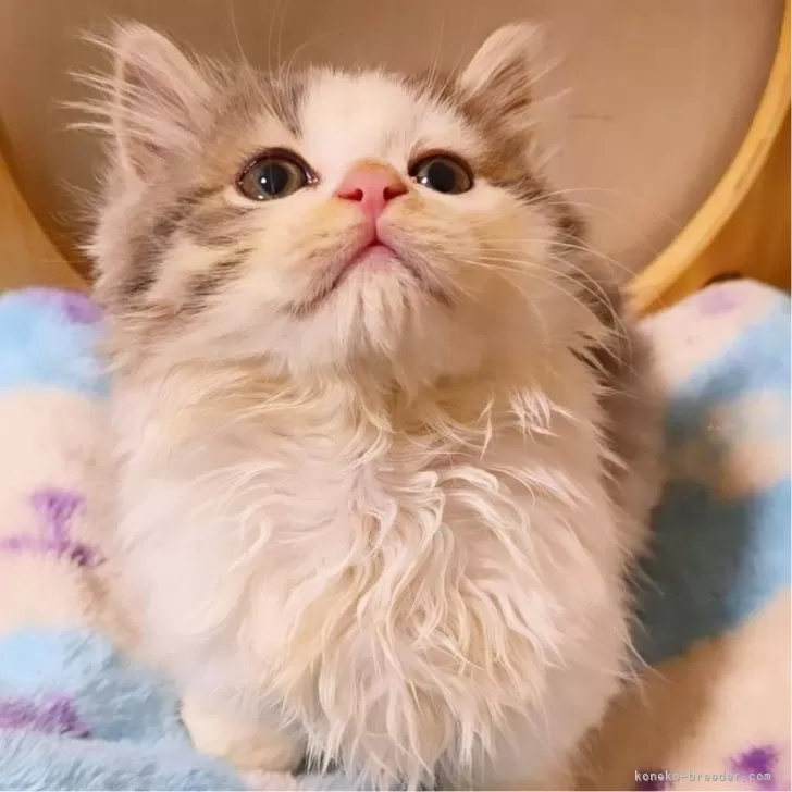 ID:2503-02211の子猫